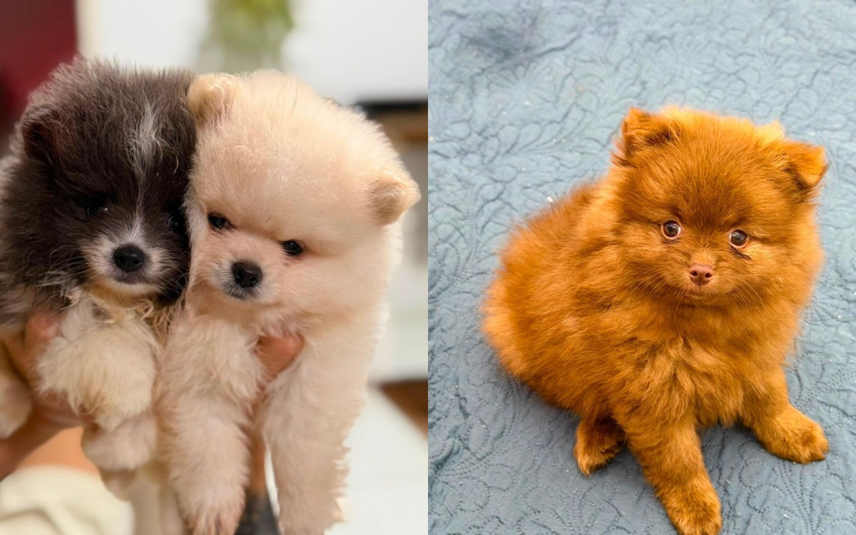 Matéria sobre o Lulu da Pomerânia no jornal O Dia